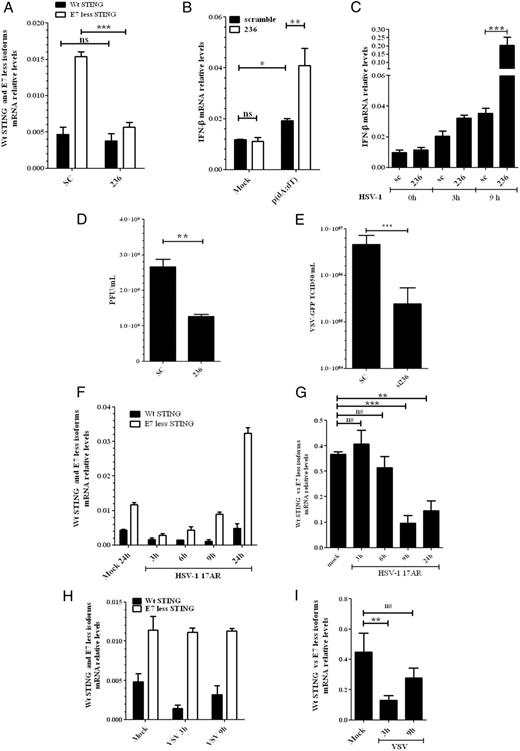 FIGURE 4. E7-less STING isoforms are proviral replication factors. / (A) PMA-differentiated THP1 macrophages were transfected with E7-less hSTING isoforms–specific siRNA (236) or irrelevant siRNA control (SC). siRNA knockdown efficiency was tested by quantitative RT-PCR (qRT-PCR) using wt or E7-less hSTING isoforms–specific primers. (B) IFN-β expression 16 h posttransfection of poly(dA:dT) in scramble or E7-less hSTING isoforms knock down THP1 macrophages determined by qRT-PCR. (C) IFN-β expression in scramble or E7-less hSTING isoforms knock down THP1 macrophages postinfection with HSV-1 (MOI: 10) at the indicated time points. (D) HSV-1 titers determined by plaque assay in scramble or E7-less hSTING isoforms knock down THP1 macrophages 24 h postinfection at an MOI of 0.1. (E) Replication titers of VSV-GFP determined by TCID50 in scramble or E7-less hSTING isoforms knock down THP1 macrophages 16 h postinfection with a starting MOI of 0.01. (F–I) PMA-differentiated THP1 macrophages were infected at a MOI of 10 with HSV-1 (F) or VSV-GFP (H). Cells were harvested at the indicated time points postinfection, and wt and E7-less hSTING isoforms mRNA expression was determined by RT-PCR. Representation of relative wt/E7-less STING isoform expression after HSV-1 (G) or VSV-GFPI) infection (MOI: 10) at the indicated time points. **p < 0.1, ***p < 0.01.
