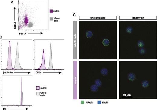 FIGURE 1. Isolation of stimulated OT-I nuclei and analysis via conventional flow cytometry. / (A) Representative forward scatter (FSC) and side scatter (SSC) plot of OT-I nuclei isolated and fixed in sucrose buffer compared with OT-I whole cells. (B) Flow cytometry histograms comparing nuclei versus whole cells stained with indicated Abs or propidium iodide (P.I.). (C) Confocal images displaying NFAT1 localization in isolated OT-I nuclei compared with whole cells after 30 min of stimulation with or without 1 μg/ml ionomycin.