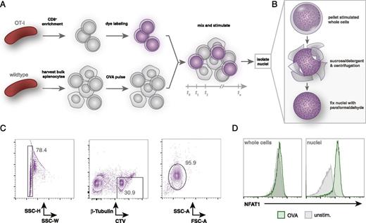 FIGURE 2. CellTrace labeling of primary OT-I T cells allows for identification of OT-I nuclei after coculture. / (A) Overview of coculture experimental setup. OT-I splenocytes are enriched for CD8+ T cells by negative selection and then labeled with CellTrace Violet dye. Wild-type splenocytes are harvested separately and pulsed with OVA peptide. Labeled OT-I cells are mixed (∼1:3) with bulk splenocytes for desired time. (B) Summary of the nuclei isolation protocol. After coculture stimulation, all mixed OT-I and wild-type cells are lysed in a sucrose and detergent buffer, centrifuged, and washed twice prior to fixation with 4% paraformaldehyde. (C) Flow cytometry gating strategy to identify OT-I nuclei after coculture stimulation. Fixed nuclei are stained with a fluorescent Ab against β-tubulin prior to analysis. OT-I nuclei are identified by gating on singlets by side scatter height (SSC-H) and SSC width (SSC-W) and then on β-tubulinlo and CellTrace Violethi events. (D) Flow cytometry comparison of isolated OT-I nuclei or whole cells (prelabeled with CellTrace Violet) after 30 min of coculture with 1 nM OVA peptide–pulsed bulk C57BL/6 splenocytes. Gated on CellTrace Violethi and β-tubulinlo events.