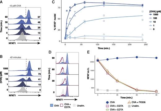 FIGURE 3. Peptide concentration controls digital NFAT1 nuclear translocation kinetics in a responder fraction of stimulated naive OT-I cells. / (A) Representative flow cytometry histograms displaying a timecourse of NFAT1 staining in OT-I nuclei after coculture with bulk splenocytes pulsed with 10 pM of OVA peptide. (B) Representative flow cytometry histograms of NFAT1-positive OT-I nuclei after 45 min of coculture with bulk splenocytes pulsed with indicated dose of OVA peptide. (C) Plots depicting compiled timecourse results from two experiments measuring NFAT1 localization in OT-I nuclei after coculture with bulk splenocytes pulsed with the indicated dose of OVA peptide. (D) Representative histograms of three experiments performed show that EGTA addition causes NFAT1 to exit OT-I nuclei. OT-I cells were cocultured with bulk splenocytes pulsed with 100 pM of OVA peptide. After stimulation for 30 min to allow for nuclear translocation of NFAT1, 5 mM EGTA was added to culture, and samples were harvested after 0, 30, 60, or 90 min. (E) Line plots depicting median fluorescence intensity (m.f.i.) of NFAT1 in isolated OT-I nuclei stimulated similarly to (D). After 30 min of stimulation with OVA peptide, either 5 mM EDTA, 5 mM EGTA, or 100 nM FK506 was added to culture media where indicated. Samples were collected 0, 15, 30, 60, and 90 min after adding inhibitors. In (A)–(E), OT-I nuclei were identified as CellTrace Violethi β-tubulinlo.