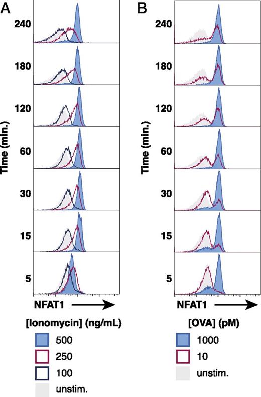 FIGURE 4. Titrated doses of ionomycin does not accurately induce a digital NFAT1 response in OT-I cells. / (A) NFAT1 localization in OT-I nuclei after different doses of ionomycin over the course of 240 min. Representative histograms displaying NFAT1-positive nuclei with indicated dose of ionomycin present in the coculture media. Nuclei were identified as CellTrace Violethi β-tubulinlo. (B) For comparison, results of NFAT1-positive OT-I nuclei during coculture with bulk splenocytes pulsed with indicated dose of OVA peptide.