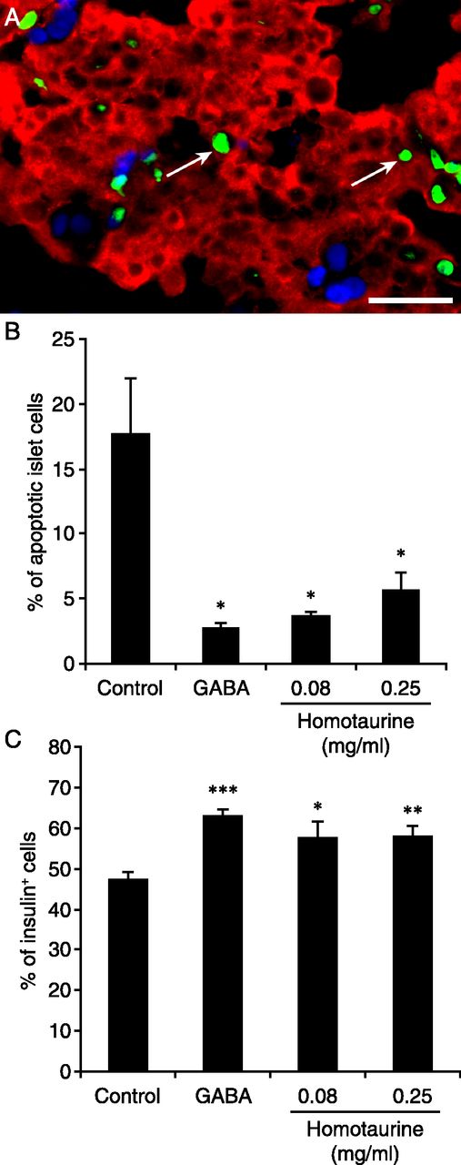FIGURE 7. Homotaurine treatment protects human islet β-cells from apoptosis in islet xenografts. / Diabetic NOD/scid mice were implanted with human islets and, the next day, were placed on plain water, water containing homotaurine (0.08 or 0.25 mg/ml), or water containing GABA (6 mg/ml) for 48 h. The percentages of apoptotic human islet cells and remaining islet β-cells in total human islet cells were determined by FITC-based TUNEL assay and costaining with Alexa Fluor 590–conjugated anti-insulin and DAPI. At least 2000 human islet cells in 10 fields (original magnification ×400) from individual grafts were counted. Data are representative images or expressed as the mean percentage ± SEM for each group of mice (n = 5–7) from three separate experiments. (A) A representative image with white arrows indicating TUNEL+ cells (green for TUNEL+, red for anti-insulin+, light blue for DAPI staining). Scale bar, 25 μm. (B) Quantitative analysis of the percentages of apoptotic islet cells and (C) insulin+ β-cells. The difference among groups was analyzed by ANOVA and post hoc least significant difference and Student t test. *p < 0.05, **p < 0.01, ***p < 0.001 versus the control.