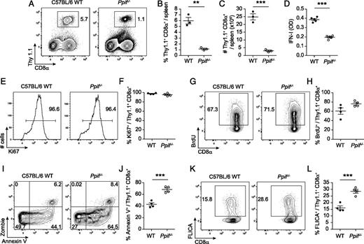 FIGURE 6. CypD deficiency impairs CD8+ T cell responses in a T cell–extrinsic manner, leading to decreased cell survival. / One day prior to infection with LCMV-Arm (2 × 105 PFU i.p.), 5000 WT P14 TCR–transgenic CD8α+ T cells (Thy1.1) were adoptively transferred into WT (Thy1.2) or Ppif−/− (Thy1.2)–recipient mice, and on day 8 postinfection, WT P14 CD8α+ T cell expansion was examined. (A) Representative flow cytometry plots of P14 (Thy1.1+ CD8α+) CD8α+ T cells present in the spleen. The frequency of donor WT P14 detected in the spleen on day 8 postinfection is indicated in each plot. (B) Frequency of WT P14 (Thy1.1+ CD8α+) CD8α+ T cells. (C) Total number of WT P14 (Thy1.1+ CD8α+) CD8α+ T cells in the spleen. (D) WT or Ppif−/− mice were infected with LCMV-Arm (2 × 105 PFU i.p.), and on day 3 postinfection, serum was collected. Total active IFN-I (IFN-α and IFN-β) serum levels were measured using B16-blue IFN-α/-β reporter cell line. Gated on WT P14 (Thy1.1+ CD8α+) CD8α+ T cells from splenocytes of WT or Ppif−/− day 8 post–LCMV-Arm–infected mice. (E) Illustrated are representative histograms of Ki67 expression. Frequency of Ki67+ WT P14 (Thy1.1+ CD8α+) CD8α+ T cells is indicated in each plot. (F) Frequency of Ki67+ WT P14 (Thy1.1+ CD8α+) CD8α+ T cells. (G) Illustrated are representative flow cytometry plots of BrdU expression. Frequency of BrdU+ WT P14 (Thy1.1+ CD8α+) CD8α+ T cells is indicated in each plot. (H) Frequency of BrdU+ WT P14 (Thy1.1+ CD8α+) CD8α+ T cells. (I) Representative flow cytometry of Zombie viability and Annexin V dye staining. Frequency of Zombie+ Annexin V+ WT P14 (Thy1.1+ CD8α+) CD8α+ T cells is indicated in each plot. (J) Frequency of Zombie− Annexin V+ WT P14 (Thy1.1+ CD8α+) CD8α+ T cells. (K) Representative flow cytometry of FLICA staining. Frequency of FLICA+ WT P14 (Thy1.1+ CD8α+) CD8α+ T cells is indicated in each plot. (L) Frequency of FLICA+ WT P14 (Thy1.1+ CD8α+) CD8α+ T cells. Data analyzed by two-tailed, unpaired Student t test. Error bars represent SEM. Data are representative of two similar and independent experiments (three to four mice per group). **p < 0.01, ***p < 0.001.