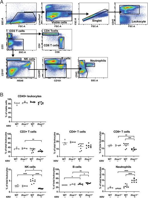 FIGURE 1. Splenic leukocyte populations shift following KRV infection of WT and Ifnar1−/− rats, with decreased CD8+ T cells in Ifnar1−/− rats, increased NK cells in WT rats, and increased neutrophils in Ifnar1−/− rats. (A) Representative gating strategies for the flow cytometric analysis of leukocyte subsets in the naive weanling LEW.1WR1 rat spleen. Rat spleens were harvested and processed for flow cytometry with rat-specific mAbs 5 dpi. The viable single cells were gated based on forward light scatter (FSC) and side light scatter. Cells were gated for expression of CD45 and then CD3; CD3+ cells were further gated for CD4+ or CD8+ T cells. Cells lacking CD3 expression were further gated for identifying NK cells (CD161+), B cells (CD45R+), and neutrophils (CD43+) in combination with HIS48 expression and side light scatter. All gating boundaries were established using FMO as described in Materials and Methods. (B) The percentages of CD45+ leukocytes, CD3+ T cells, CD4+ T cells, CD8+ T cells, NK cells (CD161), B cells (CD45R), and neutrophils (CD43) were analyzed using flow cytometry on spleens from age-matched weanling WT and Ifnar1−/− rats uninfected or KRV infected at 5 dpi. Each symbol represents a sample from an independently treated animal and the horizontal bar shows the mean value. Data are from n = 4 to 8 rats per group from two independent experiments. *p < 0.05, **p < 0.01, ***p < 0.001, ****p < 0.0001, one-way ANOVA with Tukey post hoc tests was used to identify which conditions were significantly different from each other.
