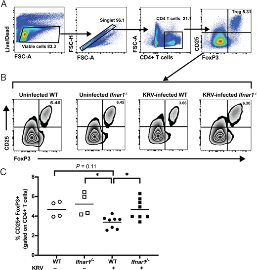 FIGURE 2. Treg cells are decreased in spleens from KRV-infected WT rats compared with KRV-infected Ifnar1−/− rats. (A) Representative flow plots of gating strategy for the flow cytometric identification of rat Treg cells in spleens from weanling uninfected versus KRV-infected WT and Ifnar1−/− LEW.1WR1 rats. Cells were pregated on forward light scatter (FSC) and side light scatter and further gated on live single CD4+ cells. The CD4+ cells were then gated for CD25+ and FOXP3+ coexpression. The percentage of CD25+FOXP3+ cells is shown on the plot from uninfected WT LEW.1WR1 rat spleens. All gating boundaries were established using FMO as described in Materials and Methods. (B) Representative flow plots and percentages of CD25+ FOXP3+ cells from uninfected or KRV-infected LEW.1WR1 WT or Ifnar1−/− rats at 5 dpi. (C) Quantification of the percentage of Treg cells from rat spleen. The percentage of CD4+CD25+ FOXP3+ Treg cells is significantly reduced in KRV-infected WT rats relative to Ifnar1−/− rats at 5 dpi. Each symbol represents a sample from an independently treated animal, and the horizontal bar shows the mean value. Data are from n = 4 to 8 rats per group from two independent experiments. *p < 0.05, one-way ANOVA with Tukey post hoc tests was used to identify which conditions were significantly different from each other.