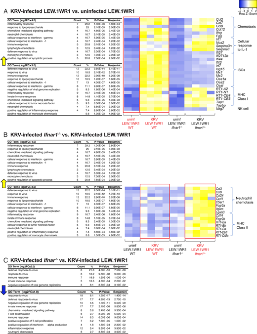 FIGURE 3. GO analysis of DEGs in rat spleens. (A) GO terms for transcripts increased by log2 fold change >3.0 in KRV-infected WT compared with uninfected WT rats are shown. The heatmap shows expression trends for select transcripts in individual animals, with each column representing one animal (n = 2–4 rats per condition). (B) GO terms for transcripts significantly increased by log2 fold change >1.0 in KRV-infected Ifnar1−/− compared with KRV-infected WT rats. The heatmap shows expression trends for select transcripts in individual animals (one column per animal, n = 4 rats per condition). (C) GO terms for transcripts decreased by log2 fold change <−1.0 in KRV-infected Ifnar1−/− compared with KRV-infected WT rats. Benjamini, p values after adjusting for a false discovery rate of 5% using the Benjamini–Hochberg method to adjust for multiple hypothesis testing; Count, the number of genes that are in the pathway; %, percentage of the genes in the list that are in the pathway. Yellow arrows indicate increases in the GO terms. Blue arrow indicates decrease in the GO terms. Red boxes highlight compared groups.