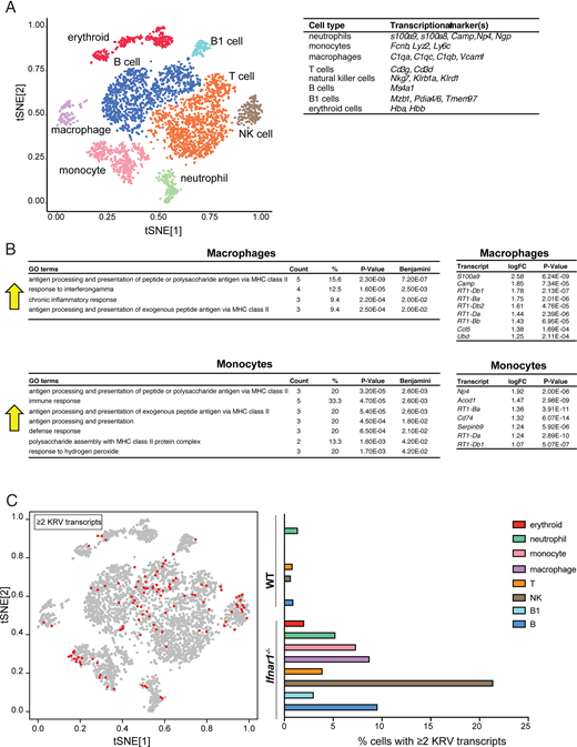 FIGURE 4. Single-cell RNA-seq analysis reveals increased MHC class II expression in macrophages and monocytes and distribution of KRV transcripts among diverse splenic cell types. (A) tSNE plots for rat splenic cells collected at 5 dpi from uninfected WT, uninfected Ifnar1−/−, KRV-infected WT, and KRV-infected Ifnar1−/− rats. Clusters are labeled for eight cell types. Markers for cell identification are indicated. (B) GO analysis for macrophage and monocyte transcripts significantly increased by log2 fold change >1.0 in KRV-infected Ifnar1−/− compared with KRV-infected WT rats. The specific log2 fold change for contributing transcripts is displayed. Arrows indicate increases in the GO terms. (C) KRV transcripts appear in all types of splenic cells. tSNE plot highlights cells associated with at least two KRV reads (red dots). Data are from n = 2 rats per group. Benjamini, p values after adjusting for a false discovery rate of 5% using the Benjamini–Hochberg method to adjust for multiple hypothesis testing; Count, the number of genes from the list of genes provided that are in the pathway; logFC, log2 fold change; %, percentage of the genes in the pathway.