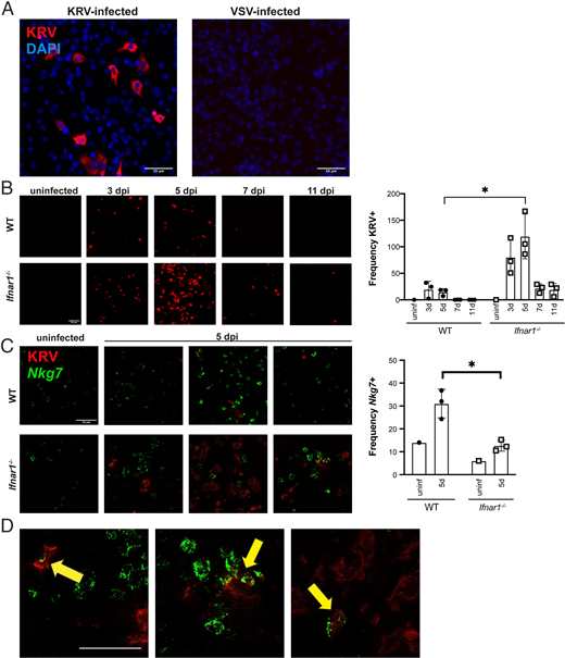 FIGURE 5. ISH confirms that NK cells are significantly more abundant in KRV-infected WT spleens than in KRV-infected Ifnar1−/− spleens and that KRV infects NK cells. (A) NRK epithelial cells were infected with KRV at multiplicity of infection (MOI) of 1 for 24 h, then fixed and stained with DAPI and an ISH probe specific for KRV. VSV-infected cells served as a specificity control for the KRV probe. (B) ISH for KRV (red) in rat spleens shows that virus is detected at day 3, peaks at day 5, then declines. Images shown are representative of one animal per condition. The plot shows the image quantification average from five fields per animal (uninfected WT, n = 1; uninfected Ifnar1−/−, n = 1; KRV-infected WT, n = 3; KRV-infected Ifnar1−/−, n = 3 each for days 3, 5, 7, and 11). (C) KRV (red) and Nkg7 (green) ISH staining are shown for day 5 spleens. One representative image from each rat is shown. Nkg7 is abundant in KRV-infected WT rats. The plot shows the image quantification average from five fields per animal (uninfected WT, n = 1; uninfected Ifnar1−/−, n = 1; KRV-infected WT, n = 3; KRV-infected Ifnar1−/−, n = 3 for day 5). (D) Arrows highlight KRV+/Nkg7+ cells. Scale bar, 50 µm. *p < 0.05 with multiple paired t tests.
