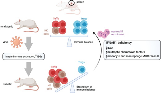 FIGURE 6. IFNAR1 deficiency restores the balance of innate and adaptive immune cells to protect against autoimmune diabetes. Created with BioRender.com.