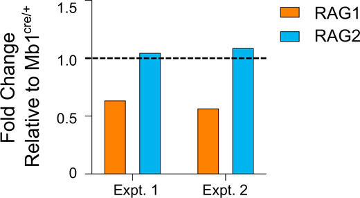 FIGURE 6. Absence of Ezrin reduces RAG1 gene expression. Extent of fold change in RAG1 and RAG2 gene expression in Ez-def pre-B cells relative to Mb1cre/+ pre-B cells. Each experiment includes data generated with RNA extracted from three mice per genotype and pooled (n = 2 experiments).