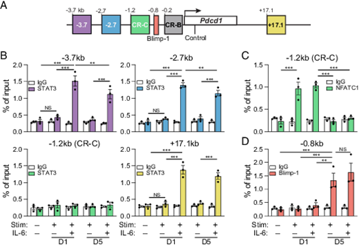 FIGURE 2. IL-6 drives STAT3 binding at the Pdcd1 locus in CD8 T cells. (A) Schematic of the Pdcd1 locus detailing the −3.7-, −2.7-, and +17.1-kb enhancer elements and the CR-C (−1.2 kb), CR-B (−0.2 kb), and BLIMP-1 binding regions (−0.8 kb). (B–D) Primary splenic CD8 T cells were magnetically enriched and subjected to anti-CD3/CD28 stimulation for 1 or 5 d in the presence or absence of IL-6. ChIP employing Abs against STAT3, NFATC1, and BLIMP-1 were conducted to assess enrichment of each factor within the earlier sites, with bar color corresponding to specific regulatory regions detailed in (A). Enrichment of nonspecific IgG was employed as a negative control for Ab binding. Data are representative of three independent experiments and plotted ± SEM. Statistical significance was determined by two-way ANOVA: *p &lt; 0.05, **p &lt; 0.01, ***p &lt; 0.001.