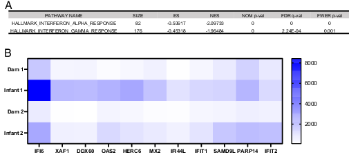 FIGURE 4. Age-dependent differences in transcriptomic responses in the trachea reveal downregulated IFN-stimulated genes in adult macaques. (A) Hallmark pathways significantly (p ≤ 0.05) enriched among downregulated genes in adult compared with infant macaques 14 d after SARS-CoV-2 infection. (B) Heatmap of differentially expressed IFN-stimulated genes from IFN-α response and IFN-γ response hallmark pathways (p ≤ 0.05). Blue represents relative upregulation of gene expression, and white represents relative downregulation of gene expression. Genes are arranged by log2 fold change with the largest log2 fold change to the left and the smallest log2 fold change to the right.