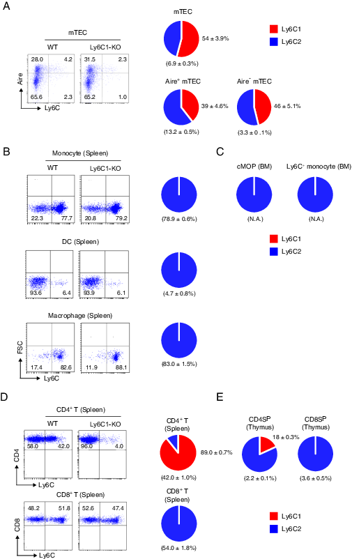 FIGURE 3. Differential expression of Ly6C1 and Ly6C2 from Ly6C+ immune cells. (A) Ly6C+ mTECs were labeled with an anti-Ly6C mAb (clone HK1.4) that reacts with both Ly6C1 and Ly6C2. Aire+ mTECs were simultaneously detected using an anti-Aire mAb (left). The relative expression of Ly6C1 and Ly6C2 among total Ly6C+ mTECs (right upper), as well as Aire+ and Aire− mTECs (right lower), was calculated by the detection of Ly6C+ cells from Ly6C1-deficient mice. The percentages of total Ly6C+ cells are shown in parentheses. Percentages of Ly6C1-expressing cells were indicated on the right of each pie chart. Numbers in the parentheses below the pie chart indicate the percentages of total Ly6C-expressing cells among the corresponding cells analyzed in WT. Representative profiles of flow cytometry are shown on the left. Cells were gated for CD45−EpCAM+UEA-1+ cells. (B and C) Monocytes, DCs, and macrophages in the spleen (B) and cMOPs and monocytes in the BM (C) were analyzed as described in (A). All of the Ly6C-expressing cells expressed Ly6C2 but not Ly6C1. Numbers in the parentheses below the pie chart indicate the percentages of total Ly6C-expressing cells among the corresponding cells analyzed. N.A., not assessed. (D and E) CD4+ and CD8+ T cells in the spleen (D) and CD4SP and CD8SP T cells in the thymus (E) were analyzed as described in (A). WT (n = 4) and Ly6C1-KO (n = 4) mice were analyzed in (A)–(E).