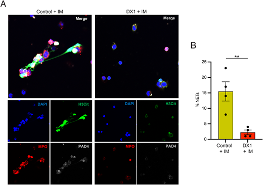 FIGURE 8. DX1 inhibits NOX-independent NETosis in mouse neutrophils stimulated with the calcium ionophore IM. (A) Mouse neutrophils were treated with control media or media containing 10 μM DX1, followed by stimulation of NOX-independent NETosis by addition of the calcium ionophore IM. NET formation was visualized by immunostaining for NET markers MPO, H3Cit, and PAD4. Representative confocal fluorescence microscopy images are shown, with merged image at an original magnification of ×400 and individual channels at an original magnification of ×200. (B) The percentage of NETs visualized in control and DX1-treated cells was 15.5 ± 3.1% and 2.3 ± 0.8% (**p &lt; 0.01, n = 4). These results demonstrate that DX1 inhibits NOX-independent NETosis in mouse neutrophils treated with IM. As discussed above, control neutrophils without IM are shown in (Fig. 6.