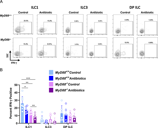FIGURE 2. ILC1 function is shaped by the MyD88 signaling cascade and signals from the intestinal microbiota. At day 7 postinfection, LP cells were isolated from control and antibiotic-treated MyD88+/+ and MyD88−/− mice. (A) Representative flow plots showing IFN-γ staining within ILC1, ILC3, and DP ILC populations. Numbers indicate the percent of cells falling within each gate. (B) IFN-γ+ ILC1, ILC3, and DP ILC frequencies in control and antibiotic-treated WT and KO mice. Each symbol represents a single mouse from two independent experiments (n = 6–8/group). Two-way ANOVA: *p &lt; 0.05, **p &lt; 0.01, ***p &lt; 0.001.