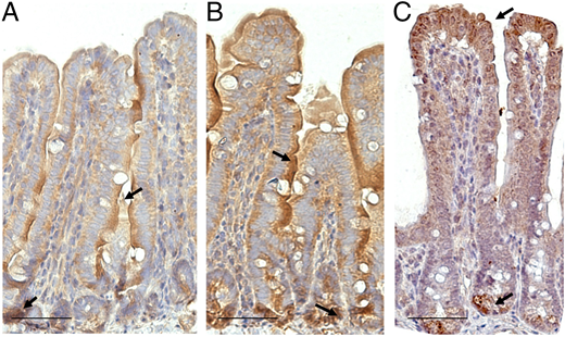 Ileal Reg3γ protein level is increased in R. gnavus– and L. reuteri–treated mice.