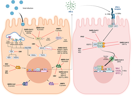 Respiratory viruses have developed mechanisms to inhibit the IFN-λ response.