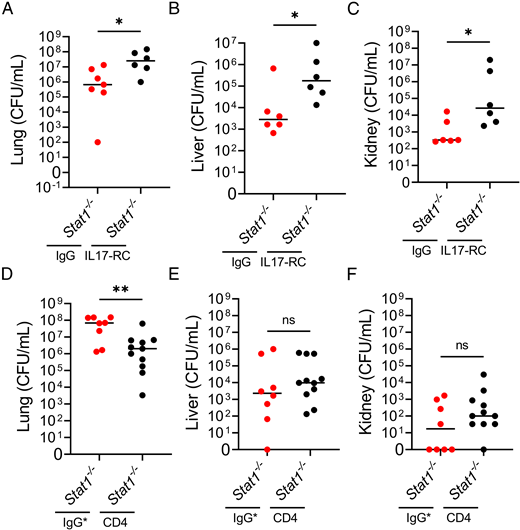 Blocking total IL-17 signaling worsens lung bacterial burden, whereas depletion of CD4+ T cells improves host defense in Stat1−/− mice. Stat1−/− mice were treated with IL-17RC neutralizing Ab (50-μg dose) (A–C), anti-CD4 Ab (200-μg dose) (D–F), or respective IgG (IgG and IgG*) isotype control Abs (A–F). IL-17RC neutralizing Ab was administered 6 h after KP infection, whereas CD4 Ab was administered 48 h prior to KP infection. Tissues were harvested at 48 h after KP infection, and CFUs were quantified in the (A and D) lung, (B and E) liver, and (C and F) kidney. Each dot represents an individual mouse. (D–F) Data represent two independent experiments. Horizontal lines indicate median values. *p < 0.05, **p < 0.01 from Mann–Whitney U tests.