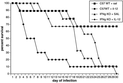 FIGURE 6. Survival of IFN-γ knockout mice and their wild-type counterparts. Groups of 10 IFN-γ knockout mice and C57BL/6 wild-type counterparts were infected with 5 × 105 CFU Candida and administered 0.1 μg/mouse rmIL-12 i.p. for 2 days. Survival was monitored for 30 days. The data shown are representative of three separate experiments.