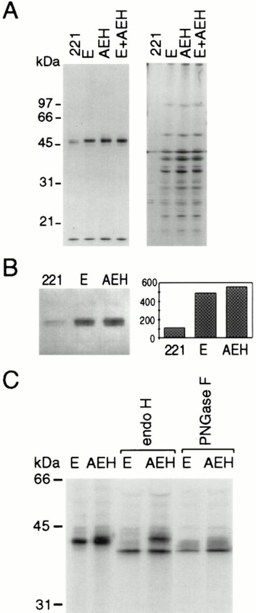 FIGURE 2. The HLA-A2 signal sequence does not alter the primary sequence or amount of the processed HLA-E protein but does change sensitivity to endo H. Class I protein was immunoprecipitated with mAb W6/32 followed by (A) SDS-PAGE analysis and IEF analysis. Protein from .221 cells and the indicated transfectants or equimolar quantities of the two proteins were run as indicated above each lane. Counts applied were adjusted to obtain a visible band. B, The HLA-A2 signal sequence does not affect the quantity of HLA-E heavy chain synthesized in the hybrid transfectant (AEH) as compared with the .221-E transfectant (E). HLA-E and -AEH heavy chains were visualized by Western blot using Ab 7G6.3, and expression levels were quantified by densitometry (bar graph). C, The HLA-A2 signal sequence directs the HLA-E protein into an endo H-resistant form. Cells were labeled with [35S]methionine for 15 min and chased with unlabeled methionine and immunoprecipitated with mAb W6/32. The immunocomplexes were loaded untreated or were incubated with endo-β-N-acetylglucosaminidase (endo H), peptide N-glycosidase F (PNGase F) before loading. Protein was separated by 11% SDS-PAGE and visualized by autoradiography.