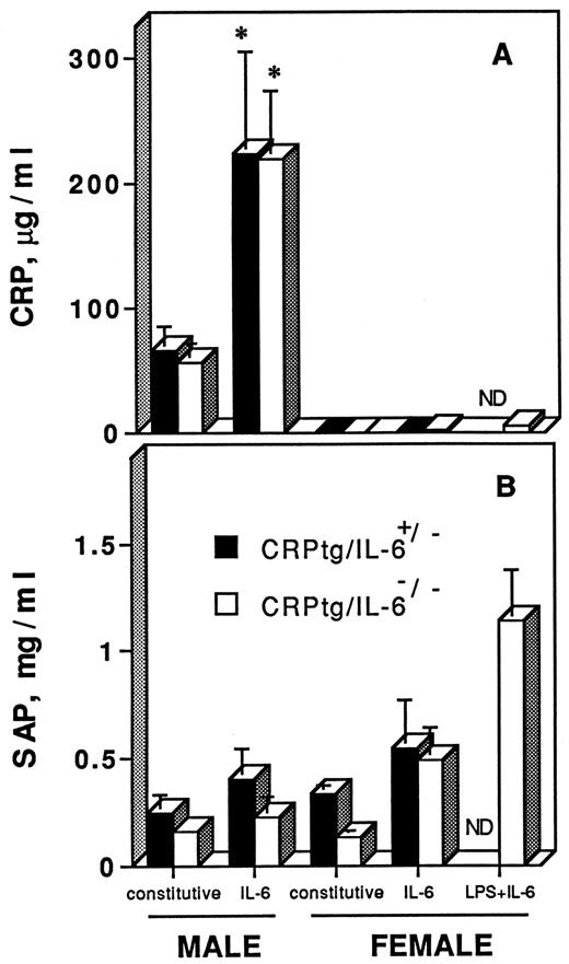 FIGURE 2. Serum concentration of human CRP (A) and mouse SAP (B) in CRPtg/IL-6−/− mice (n = four males, six females) and control CRPtg/IL-6+/− mice (n = four males, four females). CRP and SAP were quantitated in sera collected before (constitutive) and 18 h after i.p. injection of 500 ng of IL-6 or of 25 μg of LPS followed by 500 ng of IL-6. Asterisks indicate a statistically significant difference (p < 0.05) between constitutive and IL-6-induced levels. ND; not determined.
