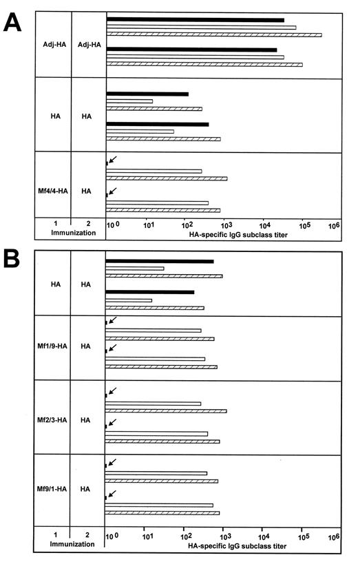 FIGURE 6. Immunization with HA-loaded macrophages primes for production of Th1-dependent IgG2a and IgG2b anti-HA Abs. Sera from mice (n = 2) immunized twice with HA emulsified in adjuvant (adj-HA) or dissolved in PBS (HA) and sera from mice injected with HA-loaded macrophages (A, Mf4/4; B, Mf1/9, Mf2/3, and Mf9/1) followed by a second immunization with HA in PBS, were tested for levels of anti-HA IgG1 (closed bars), IgG2a (open bars), and IgG2b (hatched bars) using subclass-specific ELISA. The titers are grouped per individual animal. Arrows indicate the nearly total absence of HA-specific IgG1 in mice immunized with HA-loaded macrophages followed by soluble HA.