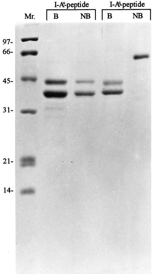 FIGURE 2. SDS-PAGE (15%) analysis of recombinant peptide:I-A molecules, stained with Coomassie brilliant blue. Mr.: m.w. standards; B: the samples (in 2% SDS sample buffer) were heated for 5 min at 95 to 100°C before loading; NB: the samples were kept at room temperature in SDS (2%) sample buffer for 5 min before loading.