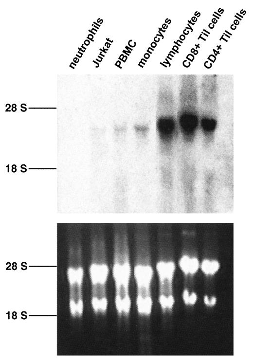 FIGURE 1. Expression of CCR5 mRNA in hemopoietic cells. Total RNA (10 μg/lane) from neutrophils, PBMC, elutriated monocytes (monocytes), nonadherent PBMCs (lymphocytes), Jurkat cells, and CD8+ and CD4+ Til cells was hybridized with a radiolabeled full-length CCR5 ORF probe under high stringency conditions. Top panel, Autoradiography of the hybridized blot using an intensifying screen for 14 days. Bottom panel, Picture of the corresponding agarose gel stained with ethidium bromide. The position of the ribosomal RNA bands is indicated on the left.