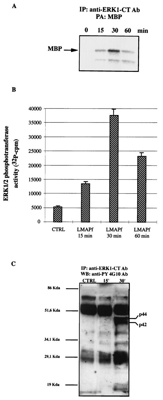 FIGURE 4. LAMPf-mediated activation of ERK1/2 activation in murine macrophages. RAW 264.7 cells were stimulated with LAMPf (1 μg/ml) for different time intervals (15, 30, and 60 min), and ERK1/2 were immunoprecipitated (IP) from cell lysates using anti-ERK1-CT Ab (anti-ERK1-CT Ab) as indicated in Materials and Methods. Untreated cells were used as control (0 min). A, MBP phosphotransferase activity (PA). The immunoprecipitates were incubated with MBP under phosphorylating conditions, and MBP phosphorylation was analyzed by SDS-PAGE. Arrow shows phosphorylated MBP band. B, Specific peptide substrate phosphotransferase activity. ERK1/2 activation in LAMPf-treated cell lysates was quantified using p42/44MAPK detection kit according to the manufacturer’s instruction. Results are the mean of three independent assays. C, p44 and p42 tyrosine phosphorylation. The ERK immunoprecipitates were subsequently probed by Western blotting (WB) using an anti-phosphotyrosine 4G10 Ab (anti-PY 4G10 Ab). Arrows indicate phosphorylated p44 and p42 (ERK2 and ERK1, respectively).