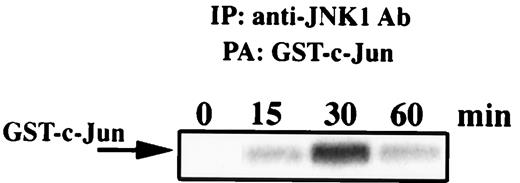 FIGURE 6. LAMPf-mediated activation of JNK in murine macrophages. Immunoprecipitation (IP) with JNK1 Ab (anti-JNK1 Ab) was performed on RAW 264.7 cell lysates from control (0 min), and from 15-, 30-, and 60-min LAMPf-treated (1 μg/ml) cells. Immunoprecipitates were incubated with GST-c-Jun under phosphorylating conditions. The GST-c-Jun phosphotransferase activity (PA) was analyzed by SDS-PAGE as indicated in Materials and Methods. Arrow indicates phosphorylated GST-c-Jun.
