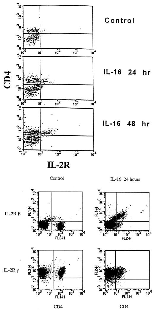 FIGURE 1. IL-16 induces IL-2Rα and β in CD4+ cells. Upper panel, PBMC were treated with media alone, or 10−10 M IL-16 for 24 and 48 h. Cells from each condition were incubated with anti-CD4 and anti-CD25 fluorescently conjugated Abs for 30 min, washed, and fixed. To eliminate the debris, events were collected after gating on viable lymphocytes, as determined by forward and side scatter dot blots. The lower panel depicts the double labeling of PBMC with fluorescently conjugated anti-CD4 and either anti-IL-2Rβ or anti-IL-2Rγ Abs following a 24-h incubation period either in the presence or absence of IL-16 stimulation. Each graph is representative of three separate experiments.