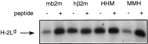 FIGURE 4. Effects of chimeric β2m on the in vitro translation and folding of H-2Ld. In vitro transcribed RNA was cotranslated with RNAs coding for the indicated chimeric β2m. Following translation, products were isolated and immunoprecipitated with the α2 domain-specific mAb 30-5-7 and analyzed by SDS-PAGE and autoradiography.