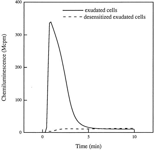 FIGURE 7. Desensitization of superoxide anion production in exudated neutrophils. Cells isolated with a skin chamber technique were incubated at 15°C in the presence (dashed line) or absence (solid line) of FMLP (10−7 M). The vials for measuring CL, containing HRP (4 U), isoluminol (2 × 10−5 M), and FMLP (10−7 M), but no cells, were warmed to 37°C in the luminometer. The cells were transferred from 15°C to the measuring vials (37°C) at time 0, and the light production was recorded. The curves are from a representative experiment. Abscissa, time of study (minutes); ordinate, superoxide anion production (Mcpm).