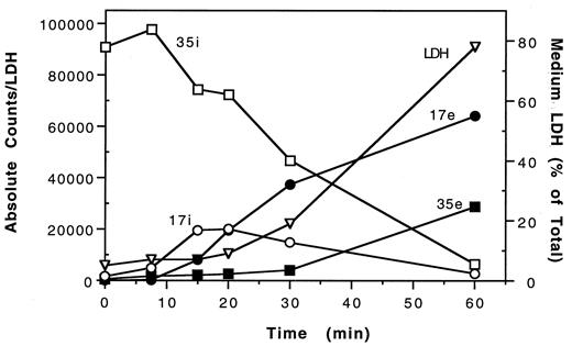 FIGURE 2. Kinetics of ATP-induced IL-1β post-translational processing. LPS-activated, [35S]methionine-labeled macrophages were treated with 10 mM ATP. At the indicated times, individual cultures were harvested, cell- and medium-associated IL-1β were recovered by immunoprecipitation, and the immunoprecipitates were analyzed by SDS-PAGE. Radioactivity associated with individual IL-1β species was determined and is indicated for the 35-kDa intracellular (35i; □) and extracellular (35e; ▪) proforms, and the 17-kDa intracellular (17i; ○) and extracellular (17e; •) mature forms; all values were normalized to total culture-associated LDH content to correct for cell number differences. In addition, radioactivity associated with the 17-kDa species was multiplied by a factor of 2 to correct for loss of [35S]methionine that resulted from proteolytic processing. Pro-IL-1β contains eight methionines, but only four of these are located within the mature 17-kDa carboxyl-terminal fragment. Release of LDH into the medium (percentage of total) also is indicated. Each data point is an average of duplicate determinations.