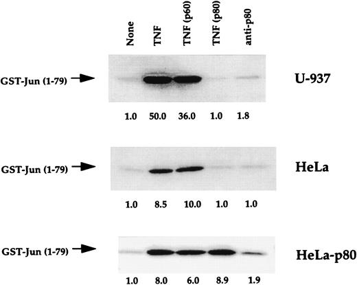 FIGURE 6. Effect of TNF, TNF (p60), TNF (p80), and anti-p80 Ab on the activation of c-Jun kinase in U937, HeLa, and HeLa-p80 cells. Cells (3 × 106) were incubated with 1 nM TNF, TNF (p60), TNF (p80), and 2 μg/ml anti-p80 at 37°C for 10 min (U-937) or 15 min (HeLa and HeLa-p80). Cytoplasmic extracts were prepared and assayed for JNK activity as described in Materials and Methods.