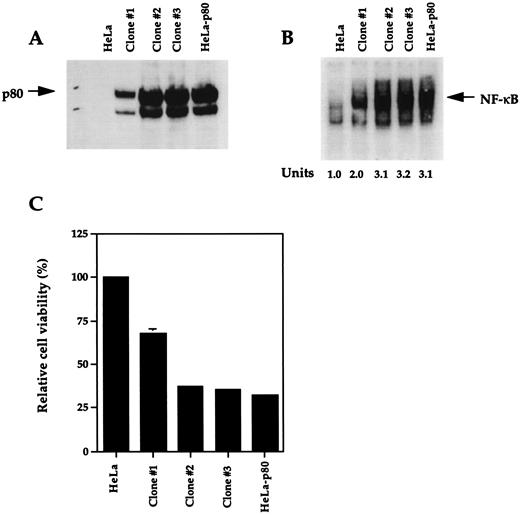 FIGURE 9. Correlation between the levels of p80 receptor overexpression and TNF-mediated cytotoxicity and NF-κB activation in different clones isolated by single cell cloning of HeLa-p80 cells. A, The level of p80 receptor expression on the different clones was examined by Western blotting as described in Materials and Methods. B, Activation of NF-κB by TNF (p80) mutein (1 nM) was examined after treating the cells for 15 min and then was analyzed by EMSA as described in Materials and Methods. C, The sensitivity of different clones to TNF (p80) mutein (200 ng/ml) was examined by the crystal violet assay as detailed in Materials and Methods.
