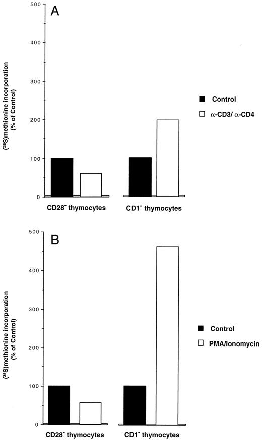 FIGURE 1. Protein synthesis in stimulated DP CD28− and SP CD1− thymocytes. CD28− thymocytes and CD1− thymocytes were preincubated for 1 h in methionine-free medium. A, anti-CD3 mAb (5 mg/ml) and anti-CD4 mAb (5 mg/ml) were added with [35S]methionine (100 μCi). Cells were harvested after 3 h, and radioactivity incorporated into TCA-precipitable material was measured. B, The same experiment was performed with cells treated with PMA (5 ng/ml) and ionomycin (250 ng/ml). The relative basal rates of protein synthesis in mature SP CD1− thymocytes compared with immature DP CD28− thymocytes are similar. Incorporation of [35S]methionine is expressed as percentage of the control. The experiments were conducted two times, and similar results were obtained.