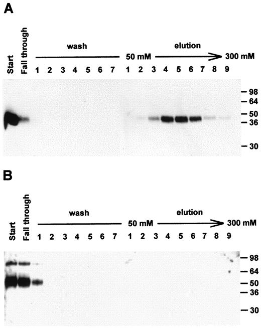 FIGURE 7. Heparin binding of factor H-related proteins FHR-3 (A) and FHR-4 (B). Baculovirus-expressed proteins were applied to heparin-agarose affinity columns, which were then washed and bound proteins eluted, as described in the legend to Figure 1. Proteins were detected by Western blotting after separation by 10% SDS-PAGE.