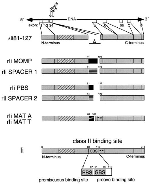 FIGURE 2. Schematic representation of recombinant Ii constructs. The cDNA/genomic DNA fusion construct encoding the Ii deletion mutant ΔIi81-127 lacks exon 3 and part of exon 4. The deletion mutant was used for the generation of MOMP and PBSite derivatives. Restriction sites that were used for cloning procedures are indicated. Oligonucleotides encoding MOMP, PBSite (PBS), and unrelated sequences of the same length (spacer 1 and spacer 2) were cloned into the HindIII site. In the Ii DNA, a HindIII/NcoI fragment was replaced by sequences encoding MAT A or MAT T. In these mutants, the two N-linked glycan sites of Ii are preserved. The expressed rIi products are shown schematically. Exon boundaries are indicated by vertical lines. Inserted antigenic sequences are indicated in black and the spacer regions as strips. The transmembrane region is shown by diagonal strips. The positions of N-glycosylation sites are indicated by asterisks.