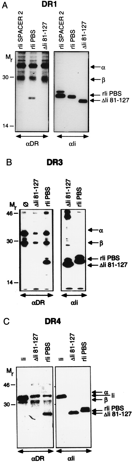 FIGURE 5. In the absence of the groove-binding segment of Ii, the sequence aa 81–87 restores binding to different DR allotypes. COS1 cells were transfected, radiolabeled, lysed, and immunoprecipitated with mAbs specific for DR (ISCR3 and I251SB) and against Ii (In1). DR (left) or Ii (right) immunoprecipitates from COS1 transfectants expressing various combinations of DR1 (A), DR3 (B), or DR4 (C) and Ii, ΔIi81-127, rIi PBSite, or rIi spacer 2 are shown. In lane φ, DR without Ii was transfected. Positions of the DR α- and β-chains and the Ii derivatives are indicated on the right. Migration of m.w. markers (Mr) is shown on the left.