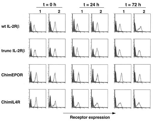 FIGURE 3. Analysis of receptor expression. 32D cells expressing the different receptor constructs used in this study, wt huIL-2Rβ, truncated huIL-2Rβ, chimEPOR, and chimIL4R, were cultured in the presence of IL-2 (200 U/ml) for the indicated period of time (0, 24, and 72 h). Then, cell surface expression of the receptors was analyzed by FACScan using an anti-huIL-2Rβ Ab (open area). Closed areas show the profile of cells stained in the absence of anti-huIL-2Rβ Ab as indicated in Materials and Methods. Two representative clones of each (1 and 2) are shown.