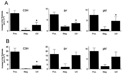 FIGURE 1. Development of UV-induced tolerance requires Fas and FasL. A, UV-induced inhibition of CHS in lpr and gld mice is shown. C3H, lpr, and gld mice were sensitized with DNFB on UV-exposed (UV) or untreated (Pos.) back skin and challenged on the ear after 5 days. Ear swelling response was measured 24 h later. B shows the lack of development of tolerance in lpr and gld mice. Mice were sensitized with DNFB on UV-exposed (UV) or untreated (Pos.) back skin, resensitized 2 wk later with DNFB through abdominal skin, and challenged on the ear 5 days later. In all experiments, negative control mice (Neg.) were ear-challenged without prior sensitization. Ear swelling response is expressed as the difference (centimeter × 10−3, mean ± SD) between the thickness of the challenged and the untreated ear. *, p < 0.05 vs positive control.