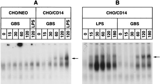 FIGURE 2. LPS and GBS elicit NF-κB activation in CHO/CD14, but not in CHO/NEO cell lines. CHO/NEO (A) and CHO/CD14 (A and B) cells were incubated for the indicated time periods (minutes) with 10 μg/ml ReLPS from S. minnesota or with 50 μg/ml GBS in AIM serum-free medium. Following stimulation, nuclear extracts were prepared, and EMSAs were performed. Arrowheads indicate the main inducible NF-κB-specific bands. The results of a representative experiment (of three performed) are given.