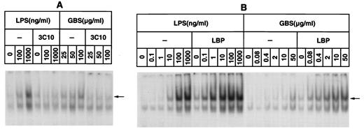FIGURE 3. Effects of anti-CD14 mAb 3C10 and recombinant LBP on the abilities of LPS and GBS to induce NF-κB in CHO/CD14 cells. A, Cells were preincubated for 30 min on ice with 10 μg/ml 3C10 in AIM serum-free medium. Then, the indicated concentrations of ReLPS from S. minnesota or GBS were added, and stimulation was performed for 60 min. B, Cells were stimulated for 60 min under serum-free conditions with the indicated concentrations of ReLPS from S. minnesota or with GBS either alone or in the presence of 100 ng/ml recombinant LBP. Nuclear extracts were prepared, and EMSAs were conducted as described in Materials and Methods. Arrowheads indicate the main NF-κB-inducible bands. Shown are the results of a representative experiment. Similar data were obtained in two other independent experiments.