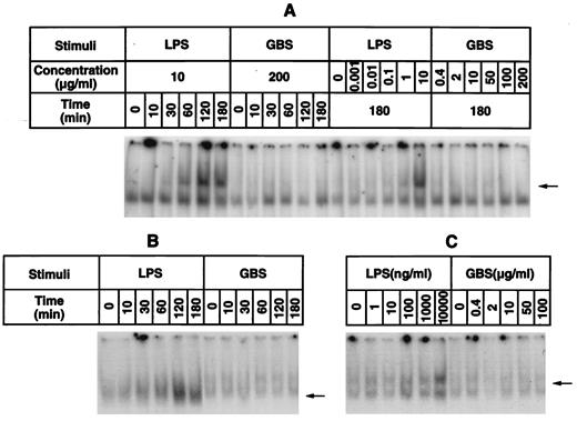 FIGURE 4. LPS, but not GBS, induces NF-κB in CHO/CR3 and CHO/CR4 cells. A, CHO/CR3 cells were treated with 10 μg/ml ReLPS from S. minnesota or with 200 μg/ml GBS for the indicated time periods (time-course experiment) or with serial dilutions of the stimuli for 180 min (dose-response experiment). B, CHO/CR4 cells were stimulated with 10 μg/ml ReLPS from S. minnesota or with 100 μg/ml GBS for the indicated time periods. C, Serial dilutions of the stimuli were added to CHO/CR4 cells, and incubation was continued for 180 min. All treatments were performed in AIM serum-free medium. Following stimulations, nuclear extracts were prepared and analyzed for NF-κB binding activity as measured by EMSA. NF-κB-specific bands are shown by arrowheads. The results of a representative experiment (of three performed) are depicted.