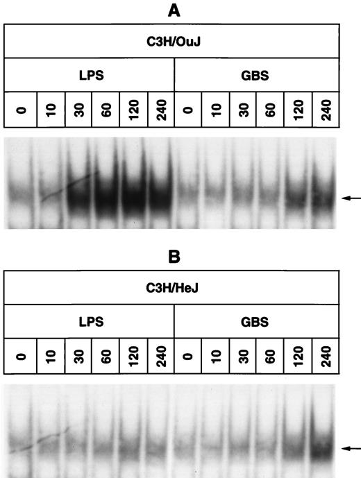 FIGURE 6. Time course of NF-κB activation caused by LPS and GBS in C3H/OuJ and C3H/HeJ mouse peritoneal macrophages. C3H/OuJ (A) and C3H/HeJ (B) peritoneal macrophages were incubated with 1 μg/ml K235 LPS from E. coli or with 50 μg/ml GBS for various periods of time in RPMI/2% FCS medium followed by preparation of nuclear extracts and NF-κB EMSAs. The main inducible NF-κB band is shown. The data from a representative experiment are presented. Similar results were obtained in four other independent experiments.