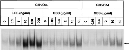 FIGURE 7. Dose response of NF-κB stimulation in C3H/OuJ and C3H/HeJ mouse peritoneal macrophages elicited by LPS and GBS. EMSAs were performed on nuclear extracts from macrophages treated for 120 min with the indicated concentrations of LPS from E. coli K235 or with GBS in RPMI/2% FCS. An arrowhead indicates the main NF-κB-specific band. Shown are the results of a representative (of three performed) experiment.