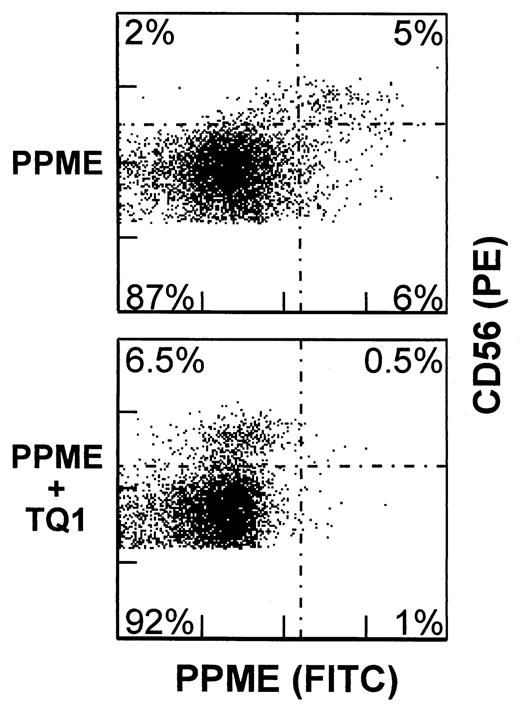 FIGURE 5. Preferential L-selectin-dependent binding of CD56bright NK cells to PPME. Enriched NK cells were initially stained with PE-labeled anti-CD56, then incubated for 15 min at 4°C either in medium alone or with the L-selectin-specific TQ1 blocking mAb (10 μg/ml) before the addition of FITC-conjugated PPME. Fluorescence intensity of PE-labeled cells was determined by flow cytometry with logarithmic amplification. The frequency of cells in each quadrant is indicated. Cells from the same donor were stained with anti-Leu-8-FITC; CD56bright and CD56dim populations, respectively, were found to be 91% and 20% L-selectin+ (not shown). Data are representative of four independent experiments.
