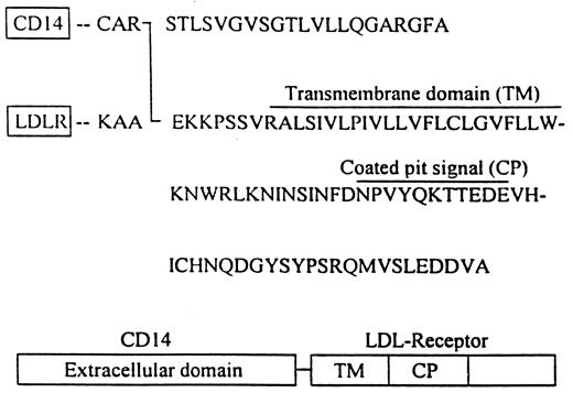 FIGURE 1. Structure of the CD14-LDLR fusion construct. DNA encoding the C-terminal 21 amino acids of CD14 (first line), which contain the putative GPI-anchor signal, was replaced with the DNA encoding the C-terminal 80 amino acids of the LDLR (lines 2–4), which contain the transmembrane and cytoplasmic domains of the receptor (37), to generate the CD14-LDLR chimera (line 5).