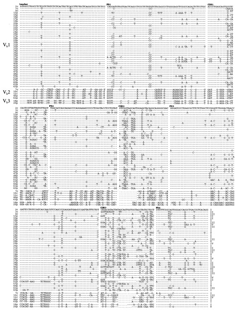 FIGURE 2. Presence of three Vλ families. Nucleotide alignment of the V domain sequence amplified by anchored PCR. Included for comparison are the V regions of the six cDNA clones in Fig. 1. Gaps in the alignment are indicated by dots and the sequences are gapped to match codon position. Roman numerals at the end of the sequences designate similar FR4 sequences.